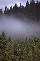 Misty Trees Seattle 1990